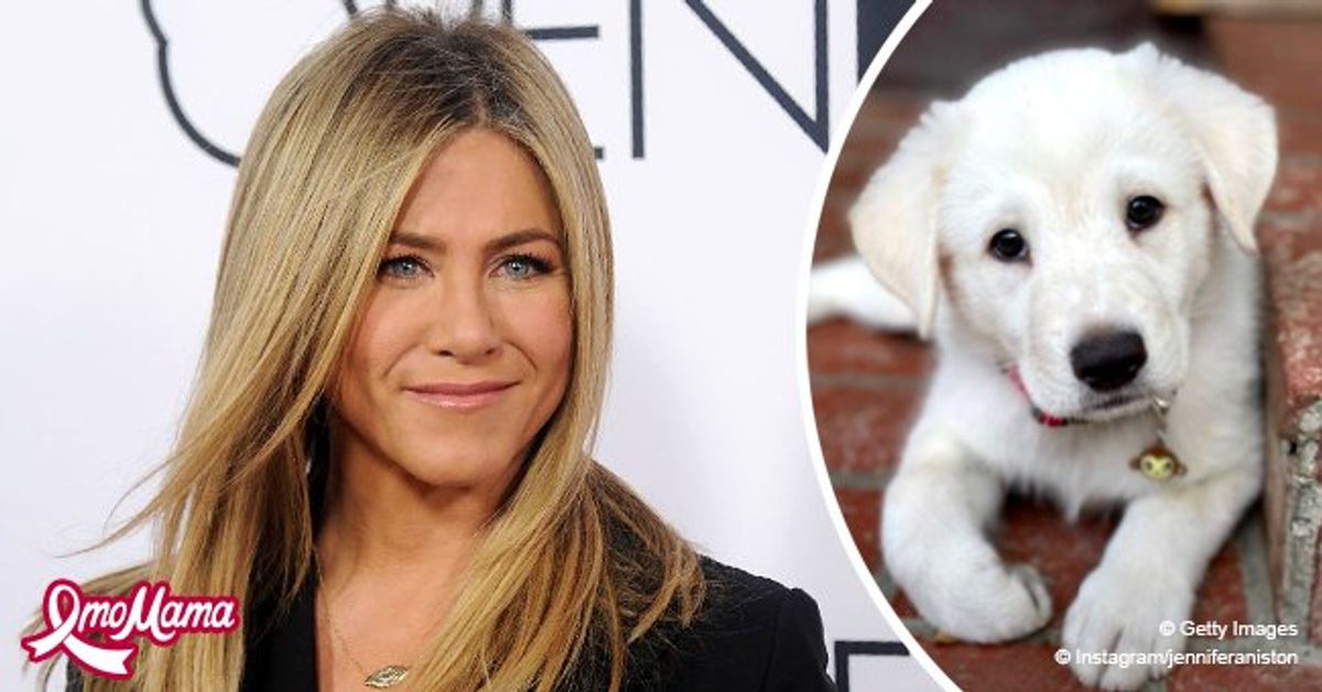 Meet Jennifer Aniston's Adorable Rescue Puppy, Lord Chesterfield