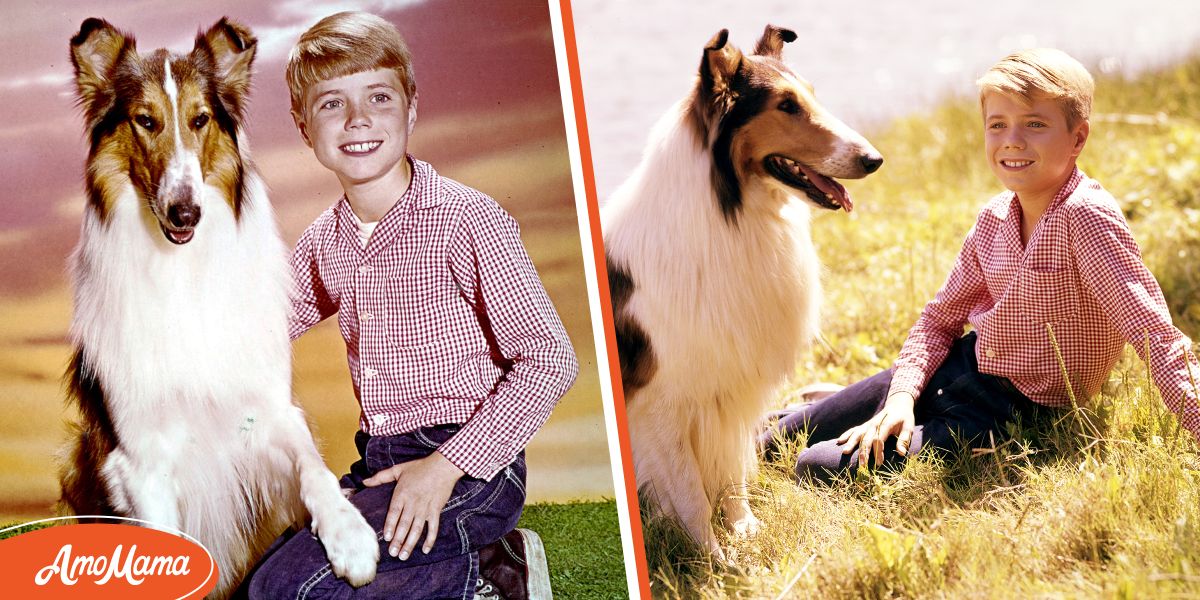 Timmy from 'Lassie' Has Same 'Soft' Eyes at 72 - He Showed Wife ...