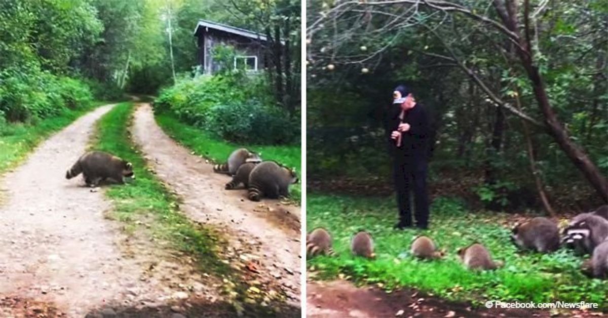 Man's flute playing make wild raccoons look like Disney creatures at